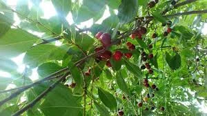 Садовая вишня Полтава | Качественная ягода без хвостика | Опт от 10 тонн- фото № 1