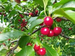 Вишня 2025 оптом | От населения Черкасщина | На переработку и заморозку | Без хвостика- фото № 1