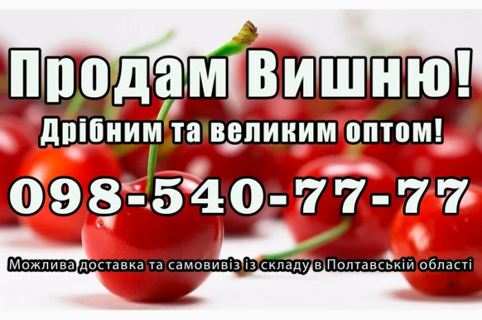 Продаю високоякісну вишню на постійній основі- фото № 1