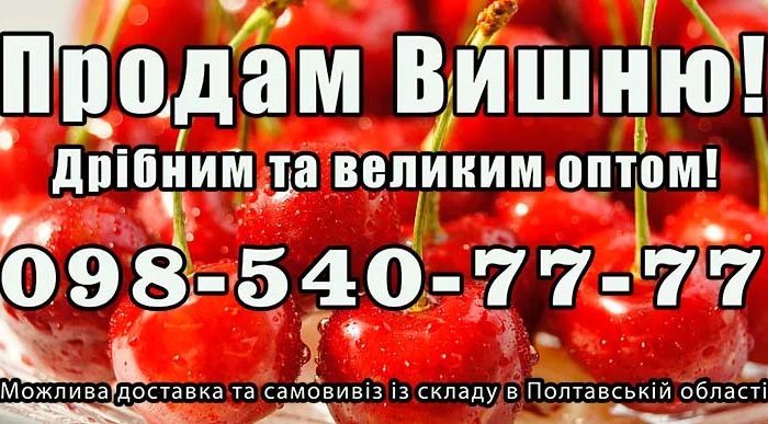 Продаю вишню- фото № 1