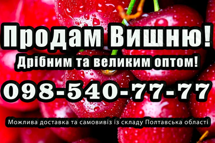 Продам вишню- фото № 1