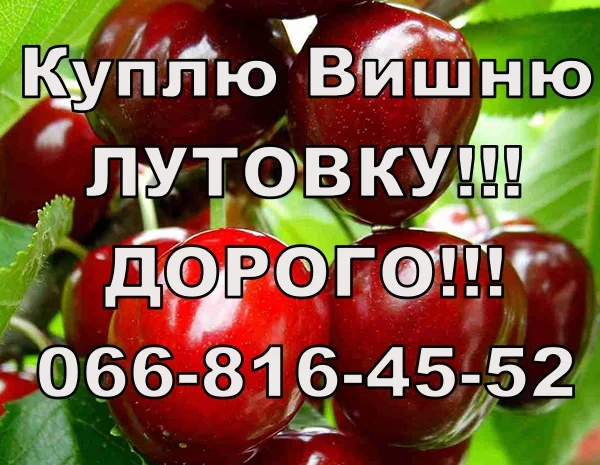 На постійній основі закуповую вишню від населення та оптом- фото № 1