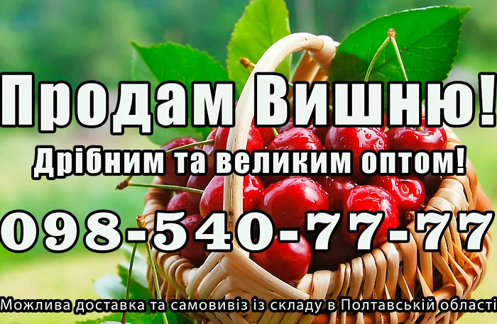 Реализую вишню- фото № 1