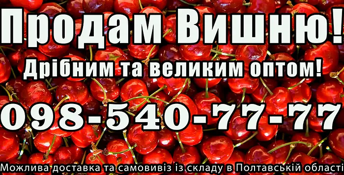 Продам вишню- фото № 1
