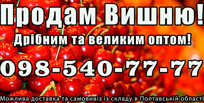 Продаю вишню- фото № 1