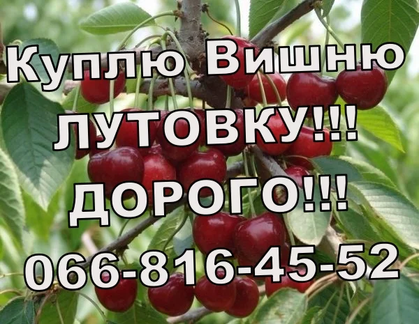 Закуповую вишню оптом!Високі ціни! Великим і дрібним оптом- фото № 1