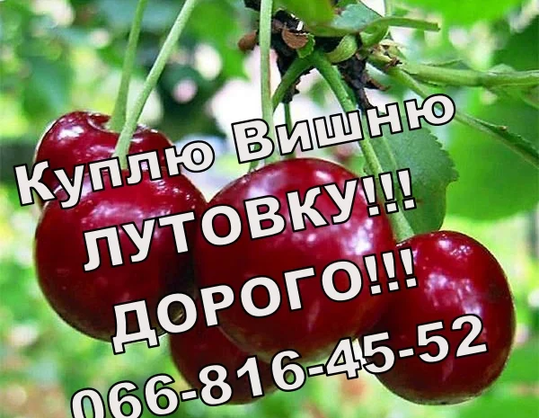 Куплю вишню у будь яких обсягах- фото № 1