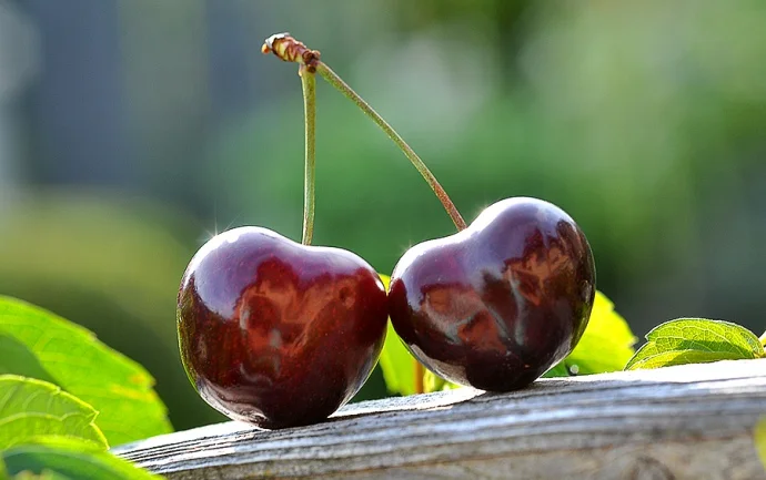 Куплю свежую вишню в г. Днепр- фото № 1