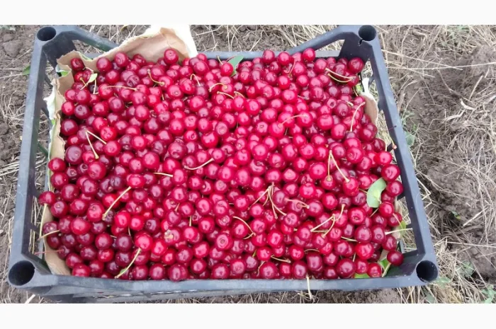 Реализуем вишню садовую. Урожай 2025- фото № 1