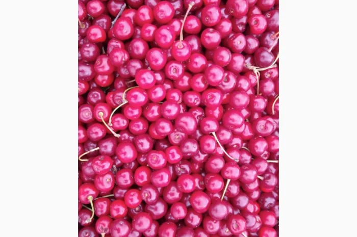 Реализуем вишню садовую. Урожай 2025- фото № 2