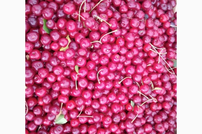 Реализуем вишню садовую. Урожай 2025- фото № 3