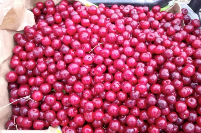 Реализуем вишню садовую. Урожай 2025- фото № 4