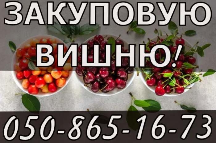 Куплю вишню! Высокая цена! Разные объемы- фото № 1