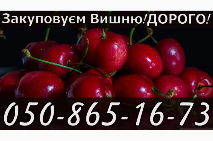 Куплю вишню за найвысшими ценами в области- фото № 1