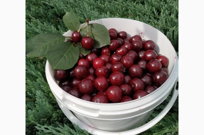 Підприємство здійснює заготовку вишні літа 2025 року у Полтавській област!і- фото № 1
