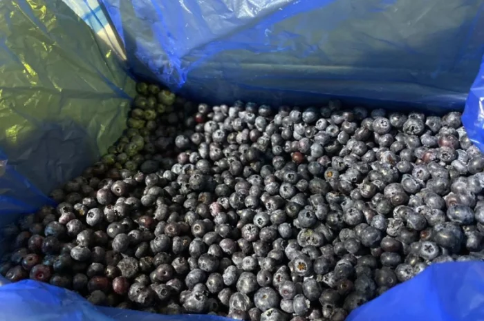Продается замороженная голубика урожая 2023 года- фото № 2