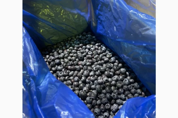 Продается замороженная голубика урожая 2023 года- фото № 4