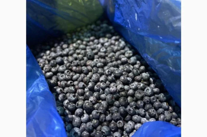Продается замороженная голубика урожая 2023 года- фото № 5
