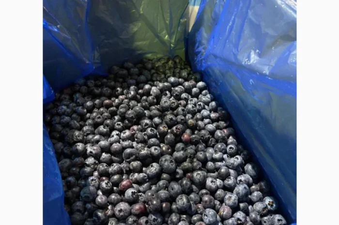 Продается замороженная голубика урожая 2023 года- фото № 6