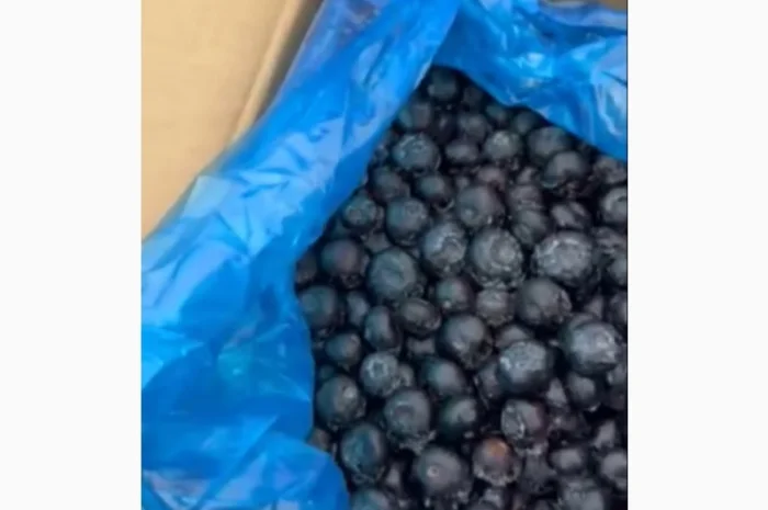 Продам заморожену лохину крупного калібру оптом від 10 тонн- фото № 1