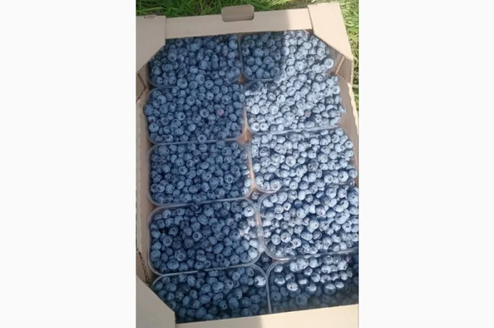 Продам лохину- фото № 1