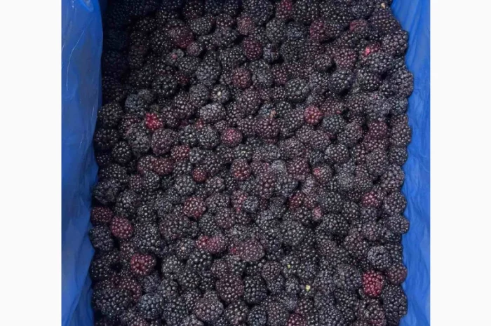 ПРОДАМ ежевику замороженную- фото № 1