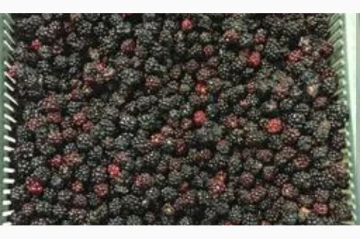 Продам Ожину морожену- фото № 1