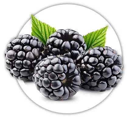 Продам. Ожину лісову- фото № 1