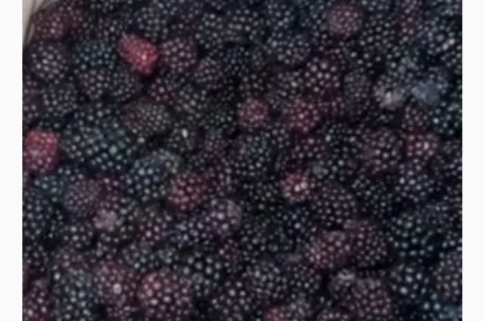 Продам ожину морожену культивовану- фото № 1