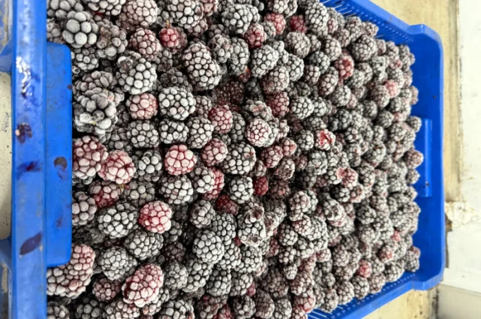 Пропонується заморожена ожина- фото № 1