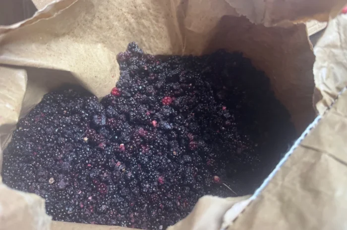 Продается лесная ожина- фото № 7