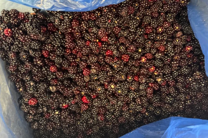 Продается лесная ожина- фото № 1