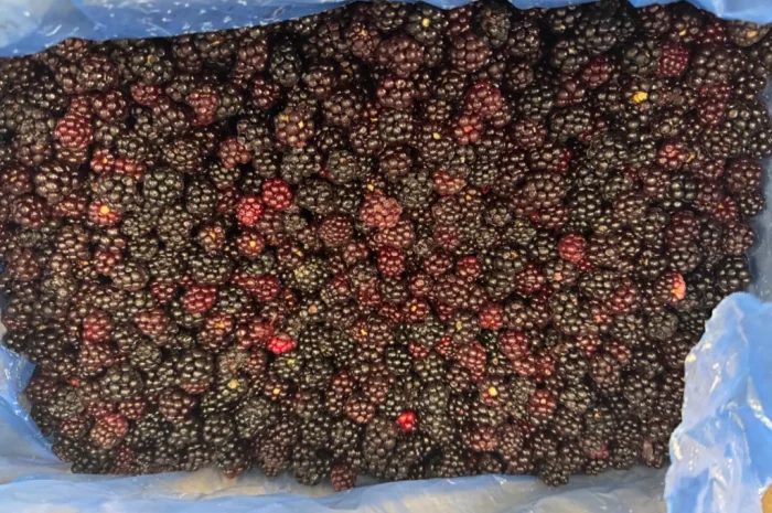 Продается лесная ожина- фото № 2