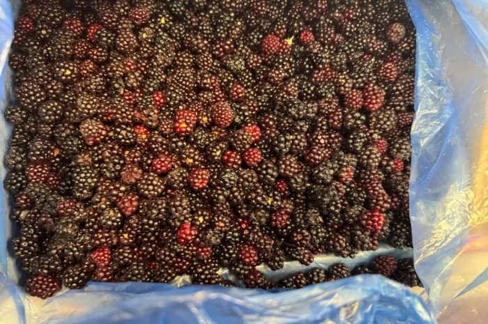 Продается лесная ожина- фото № 3