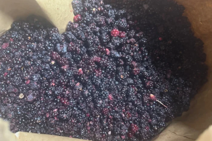 Продается лесная ожина- фото № 5