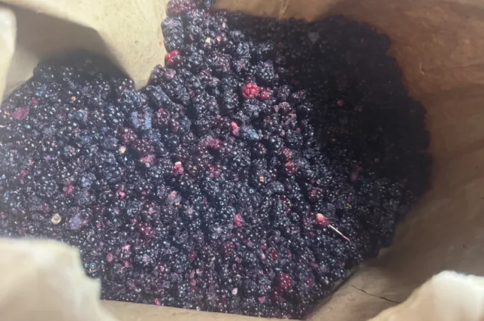 Продается лесная ожина- фото № 6