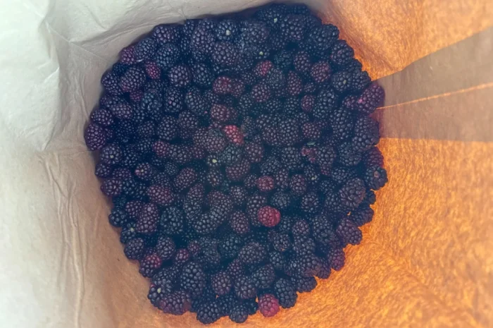 Продается замороженная ожина садовая- фото № 1