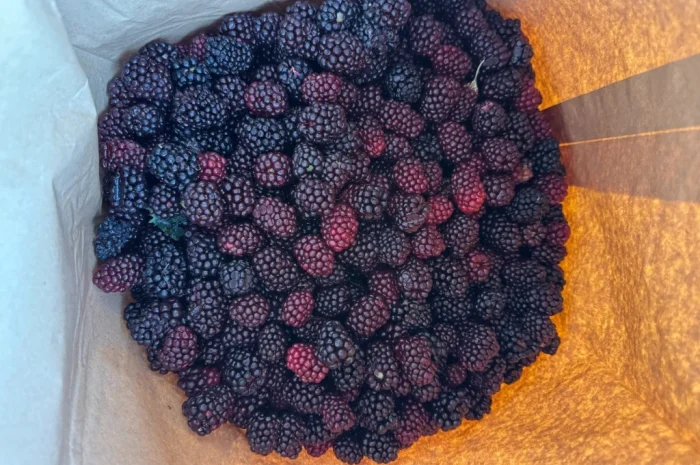 Продается замороженная ожина садовая- фото № 2