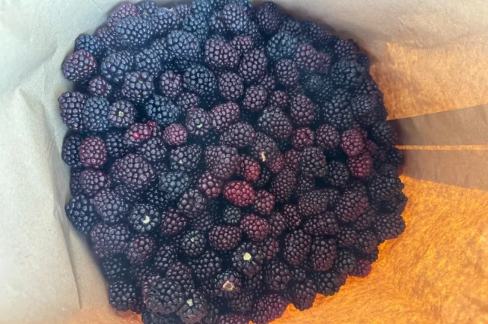 Продается замороженная ожина садовая- фото № 3