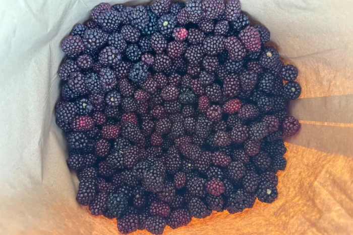 Продается замороженная ожина садовая- фото № 4