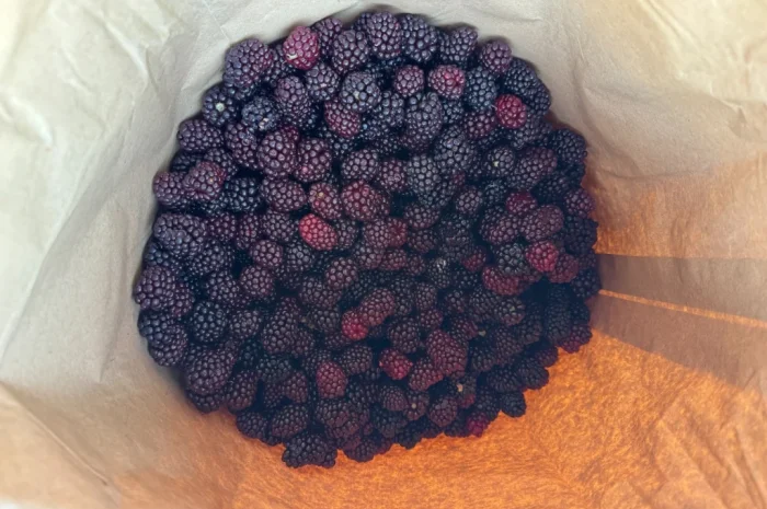 Продается замороженная ожина садовая- фото № 5