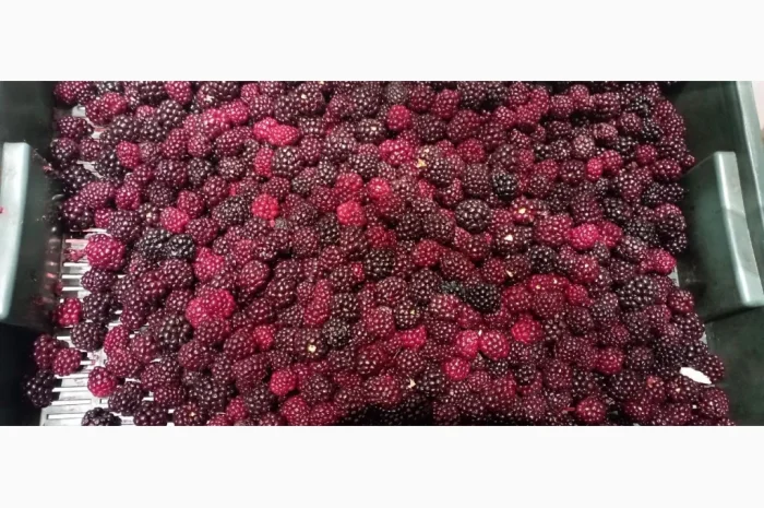 Продам заморожену культивовану ожину 2-3 сорт- фото № 1