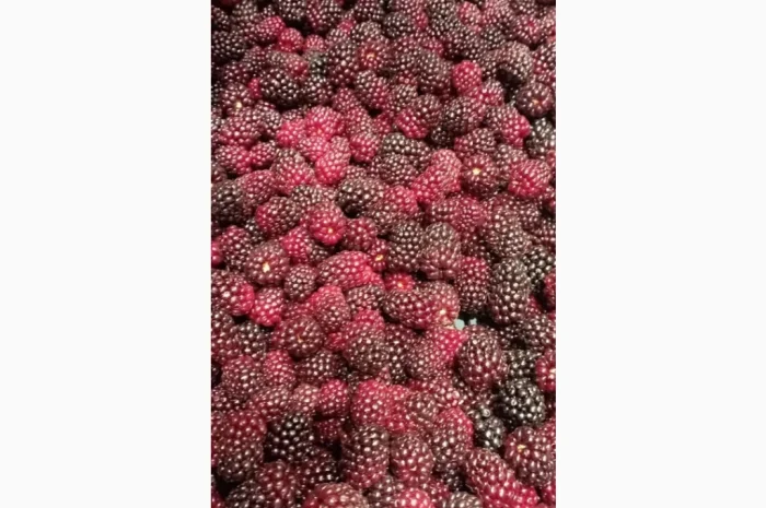 Продам заморожену культивовану ожину 2-3 сорт- фото № 2