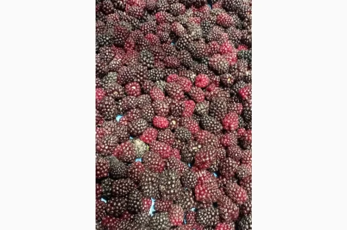 Продам заморожену культивовану ожину 2-3 сорт- фото № 3