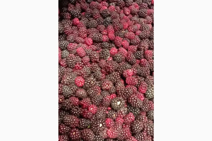 Продам заморожену культивовану ожину 2-3 сорт- фото № 4