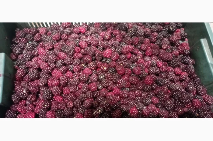 Продам заморожену культивовану ожину 2-3 сорт- фото № 5