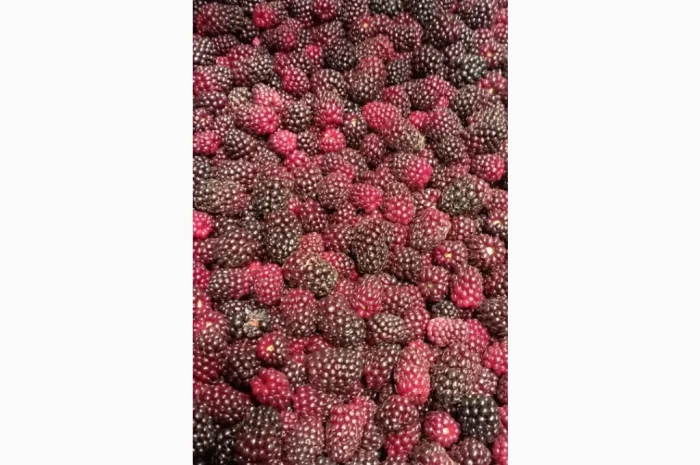 Продам заморожену культивовану ожину 2-3 сорт- фото № 6