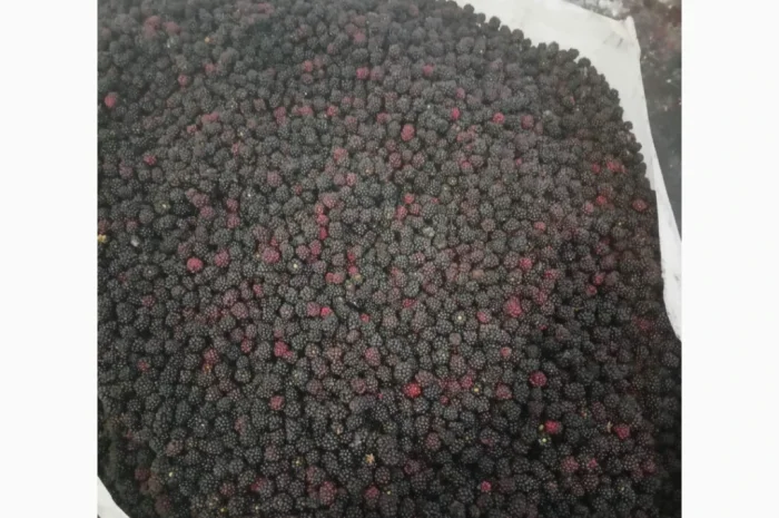 Продам ежевику- фото № 1