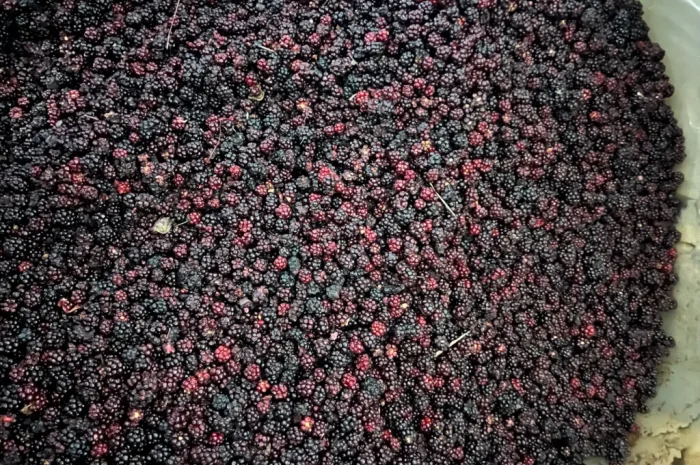 Продам Ожину дикорослу- фото № 1