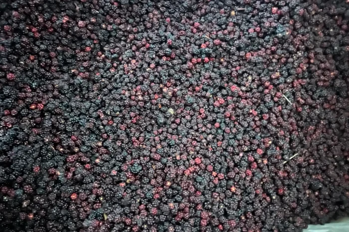 Продам Ожину дикорослу- фото № 2